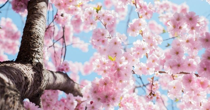Rosa blommor på träd och blå himmel.