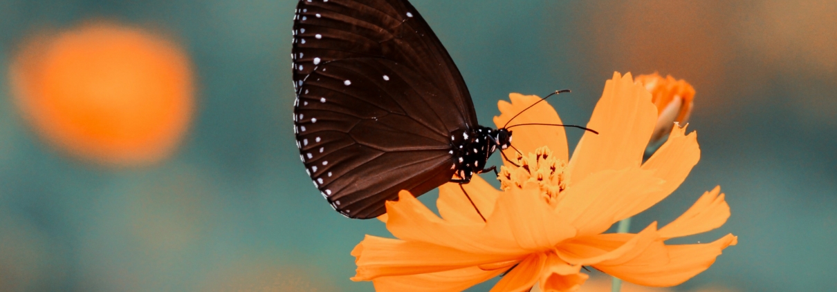 Svart fjäril sitter på orange blomma.