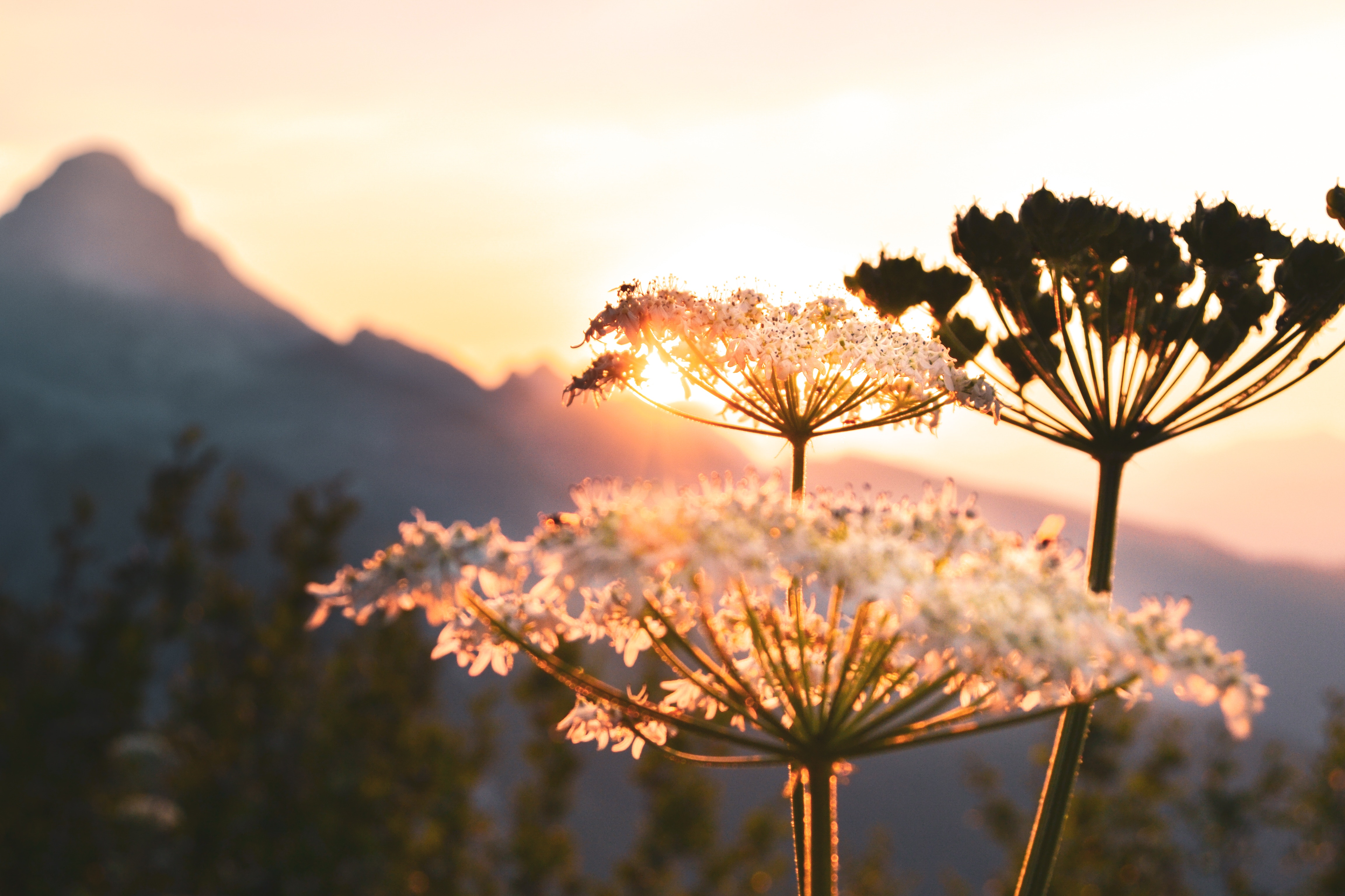 Stora blommor med berg och solnedgång i bakgrunden.