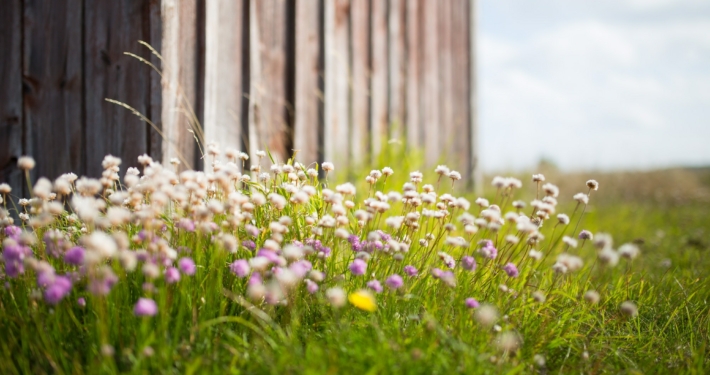 Trävägg och små blommor.