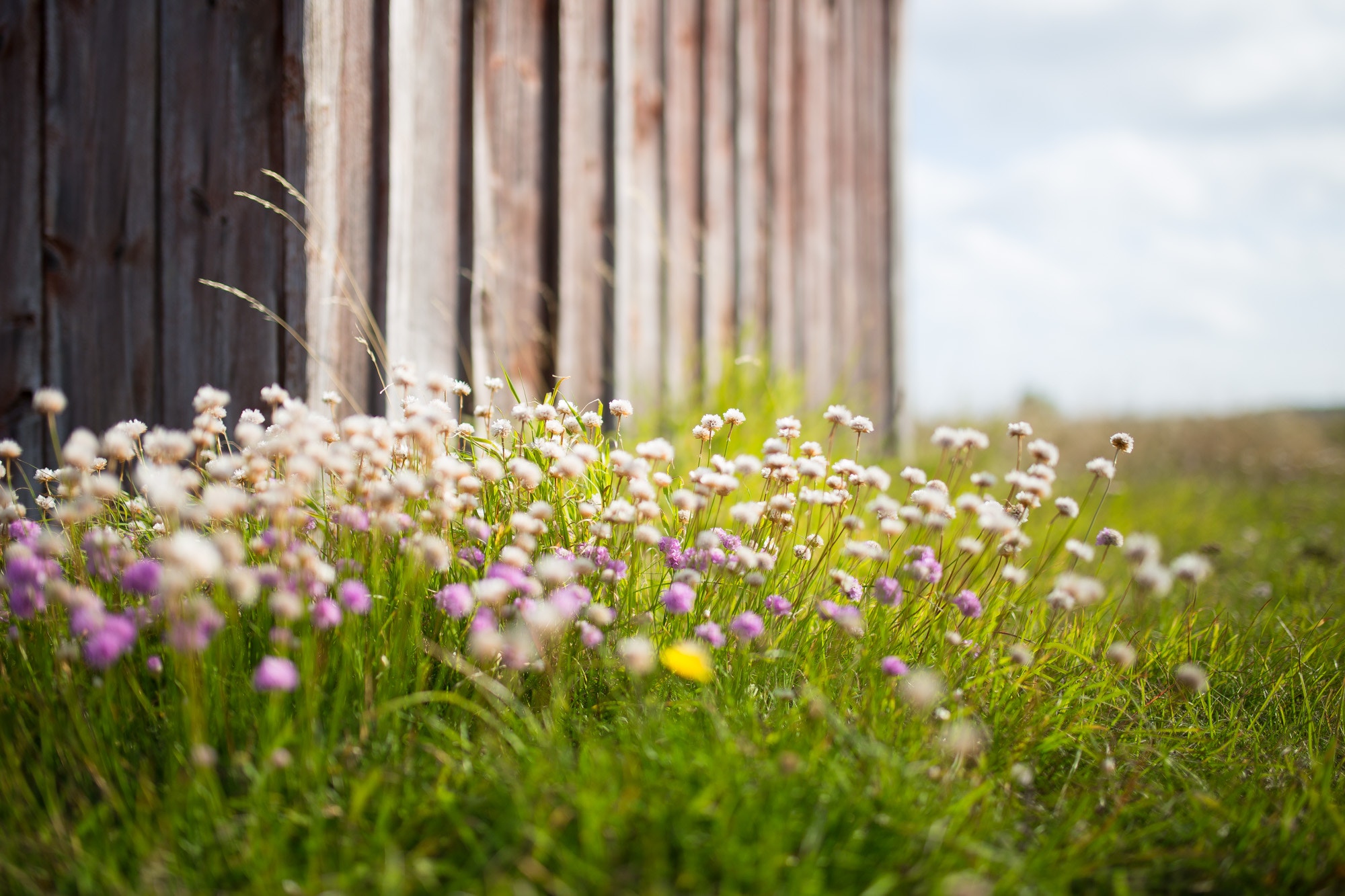 Trävägg och små blommor.