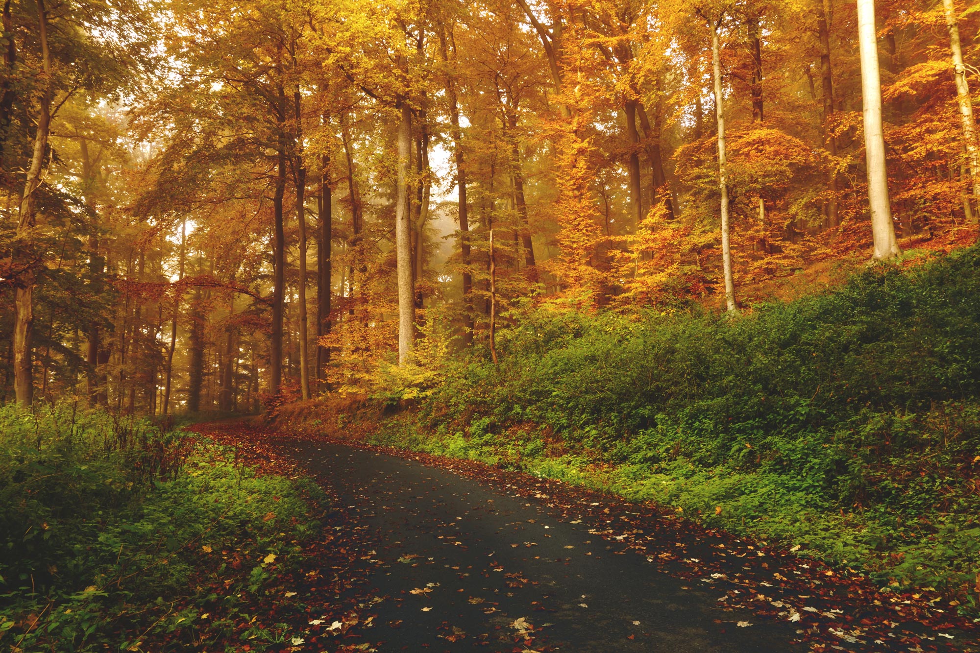 Skogsstig på hösten.