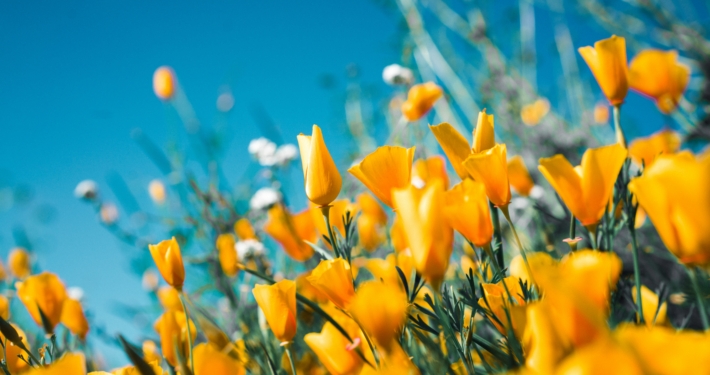 Orange blommor.