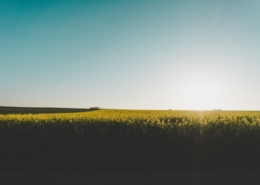 Rapsfält och sol