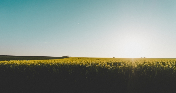Rapsfält och sol